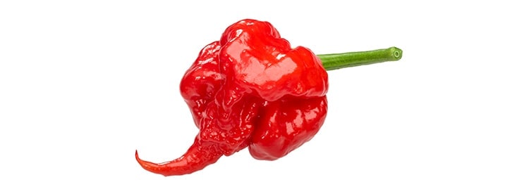 Il peperoncino piccante Carolina Reaper.