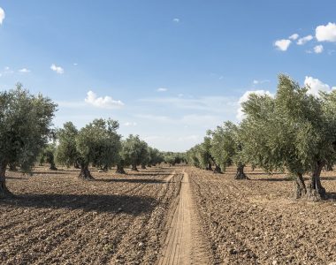 Centinaia di Ulivi da abbattere nel Salento