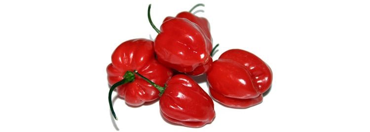 Red Savina peperoncino piccante