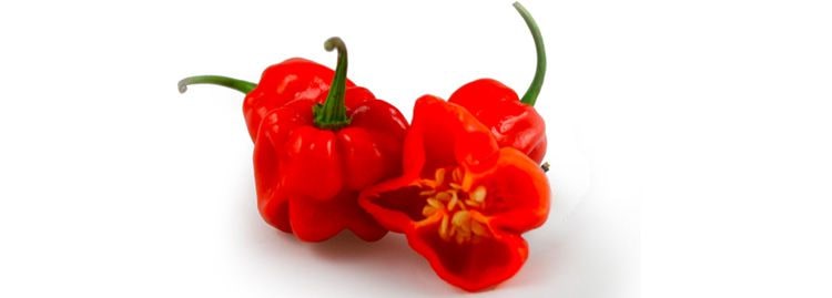 Habanero peperoncino piccante