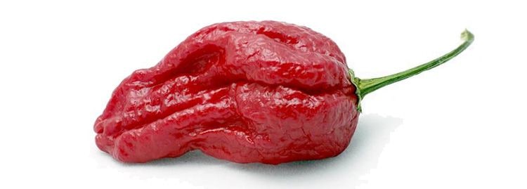 Naga Morich peperoncino piccante