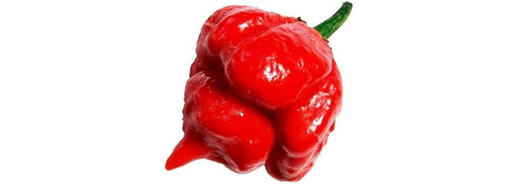 Trinidad Moruga peperoncino piccante