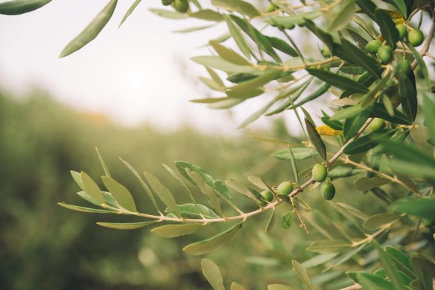ramo di olivo