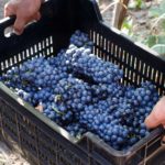 Uve di vino negroamaro raccolte in casetta